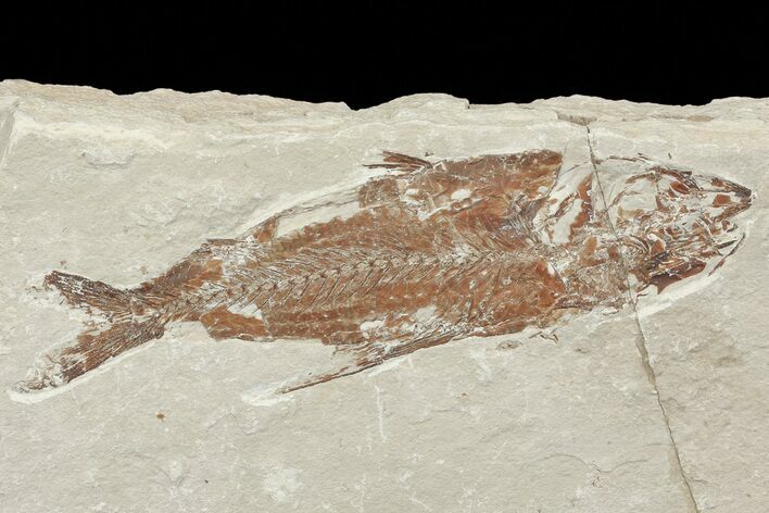 Cretaceous Fossil Fish (Nematonotus) - Lebanon #70323